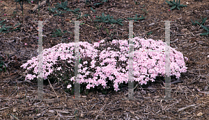 Picture of Phlox subulata 'Candy Stripes'