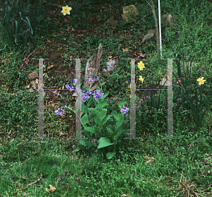 Picture of Mertensia virginica 