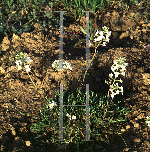 Picture of Arabis sturii 'Skyrocket'