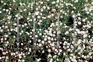 Picture of Gypsophila paniculata 