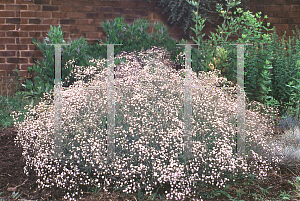 Picture of Gypsophila paniculata 