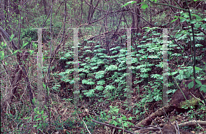 Picture of Podophyllum peltatum 