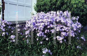 Picture of Phlox divaricata 