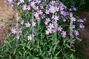 Picture of Phlox divaricata 