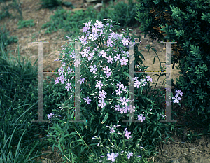 Picture of Phlox divaricata 