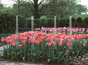 Picture of Tulipa x 'Ballade'