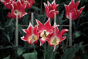 Picture of Tulipa x 'Ballade'