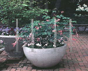 Picture of Lamprocapnos spectabilis 