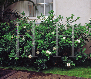 Picture of Gardenia augusta 