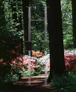 Picture of Rhododendron x obtusum 