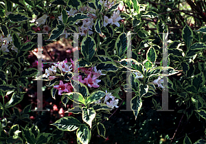 Picture of Weigela florida 'Variegata'