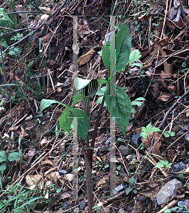 Picture of Arisaema triphyllum 