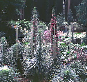 Picture of Echium wildpretii 