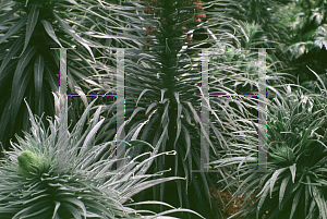 Picture of Echium wildpretii 