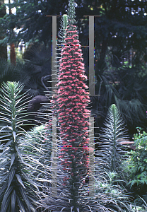 Picture of Echium wildpretii 