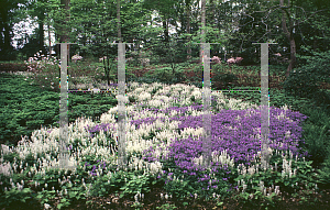 Picture of Tiarella cordifolia 