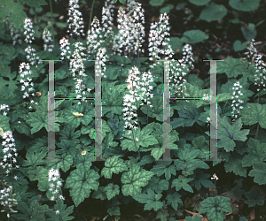 Picture of Tiarella cordifolia 