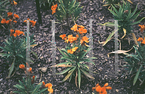 Picture of Erysimum cheiri 'Fire King'