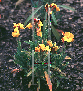 Picture of Erysimum cheiri 'Fire King'