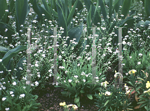 Picture of Myosotis sylvatica 'Alba'