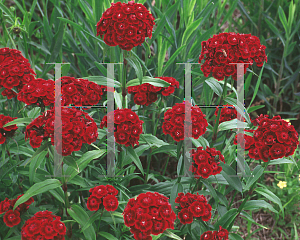 Picture of Dianthus barbatus 