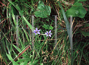 Picture of Sisyrinchium angustifolium 