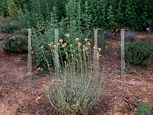 Picture of Helichrysum italicum ssp. serotinum 