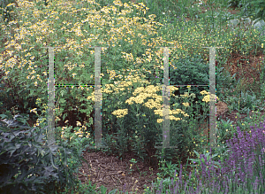 Picture of Achillea millefolium 'Hoffnung'