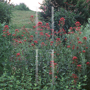 Picture of Centranthus ruber 