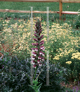 Picture of Acanthus spinosus 