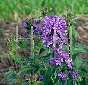 Picture of Campanula glomerata 