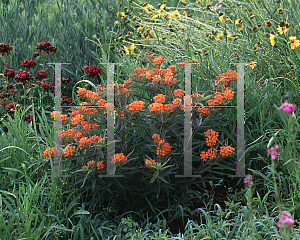 Picture of Asclepias tuberosa 