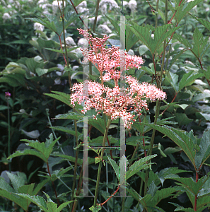 Picture of Filipendula palmata 