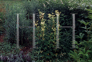 Picture of Filipendula ulmaria 'Variegata'