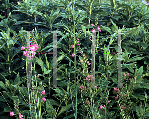 Picture of Sidalcea malviflora 'Elsie Heugh'