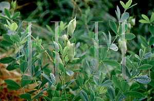 Picture of Baptisia australis 