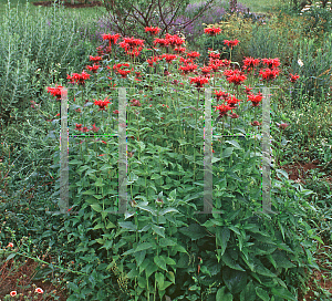 Picture of Monarda didyma 