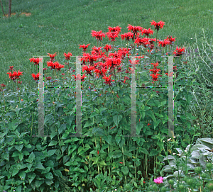 Picture of Monarda didyma 