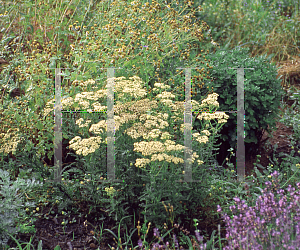 Picture of Achillea millefolium 'Hoffnung'