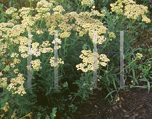 Picture of Achillea millefolium 'Hoffnung'