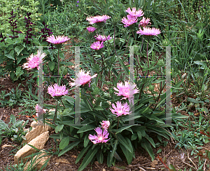 Picture of Stokesia laevis 'Klaus Jelitto'