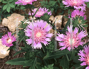 Picture of Stokesia laevis 'Klaus Jelitto'