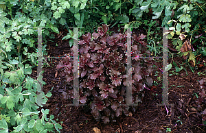 Picture of Solenostemon scutellarioides 'Mars'