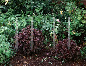 Picture of Solenostemon scutellarioides 'Mars'