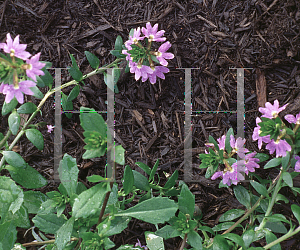 Picture of Scaevola aemula 