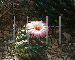 Picture of Coryphantha elephantidens 