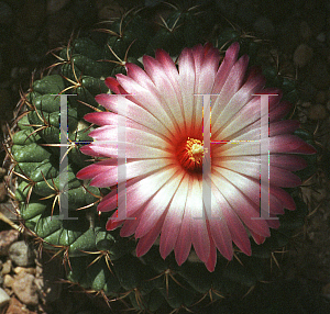 Picture of Coryphantha elephantidens 