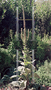 Picture of Verbascum bombyciferum 
