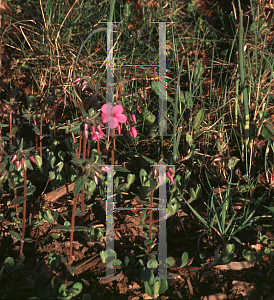 Picture of Phlox stolonifera 'Home Fires'