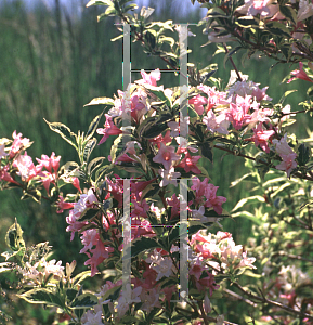 Picture of Weigela florida 'Variegata'